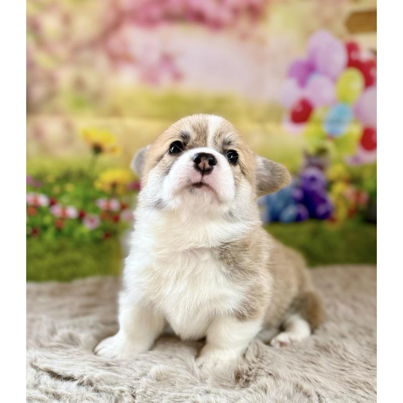 販売中の千葉県のウェルシュコーギーペンブローク-437533の5枚目