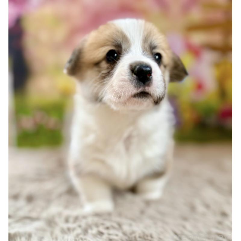 商談中の千葉県のウェルシュコーギーペンブローク-437528の5枚目