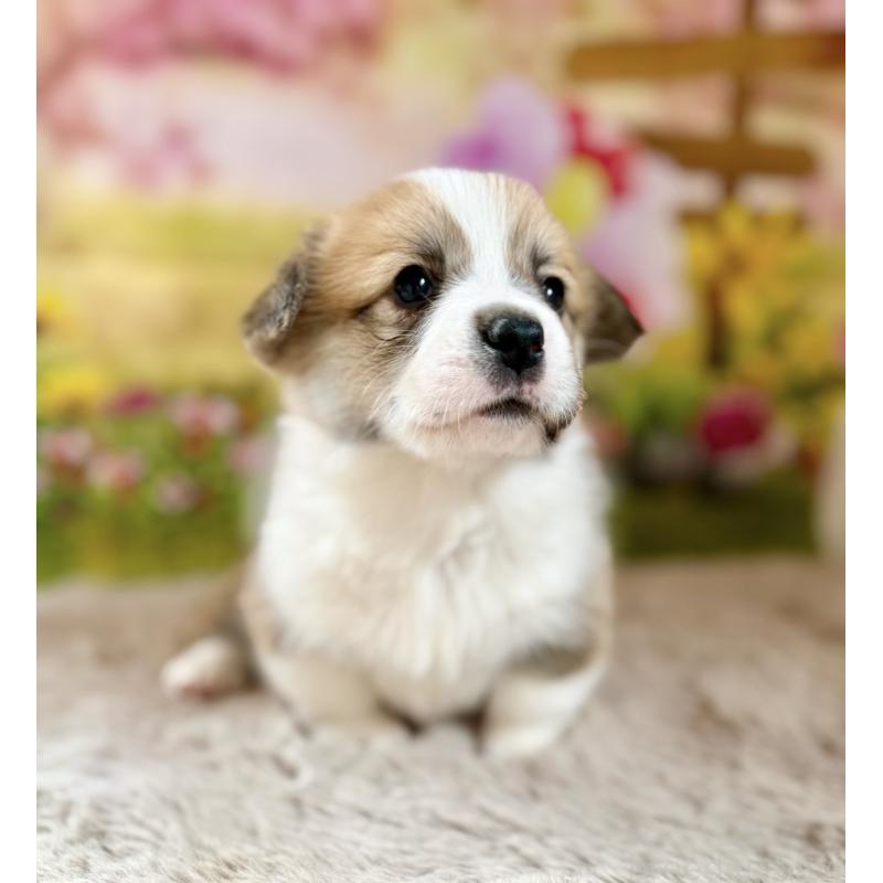 商談中の千葉県のウェルシュコーギーペンブローク-437528の4枚目