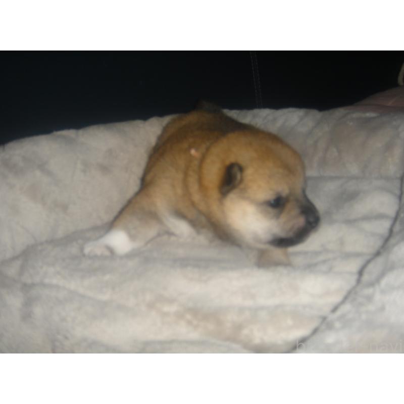 販売中の富山県の豆柴-442410の4枚目