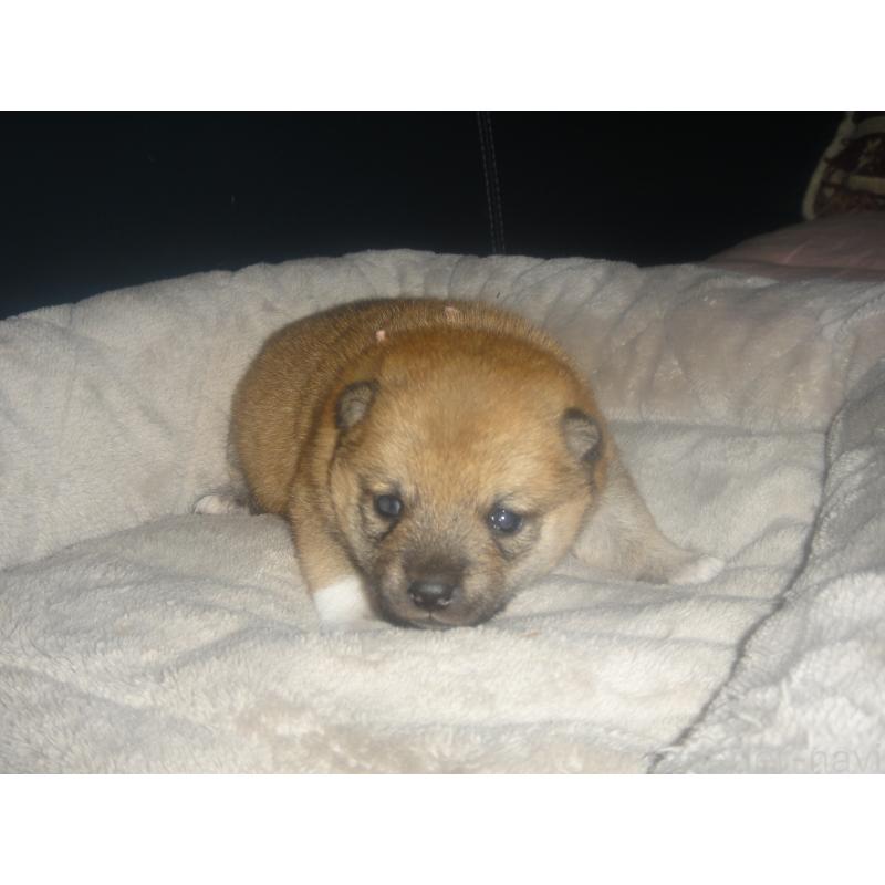 販売中の富山県の豆柴-442410の3枚目