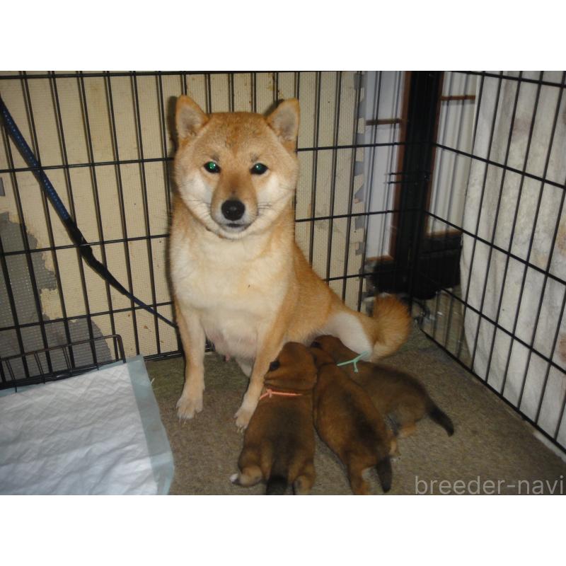 販売中の富山県の豆柴-442410の2枚目