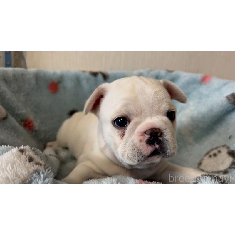 販売中の岡山県のフレンチブルドッグ-434752の6枚目