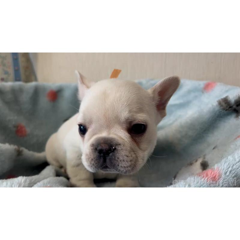 販売中の岡山県のフレンチブルドッグ-434753の8枚目