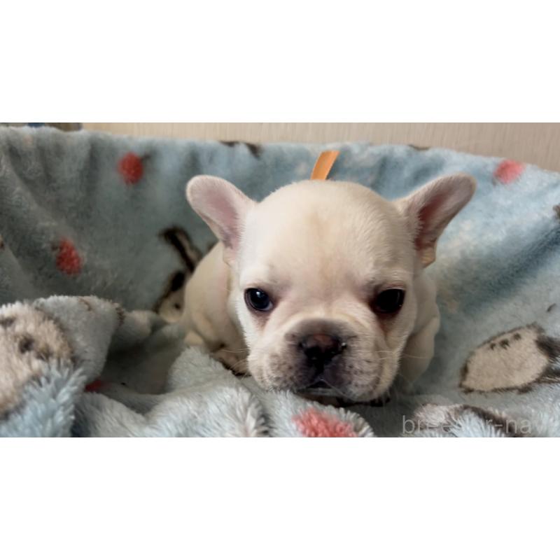 販売中の岡山県のフレンチブルドッグ-434753の7枚目