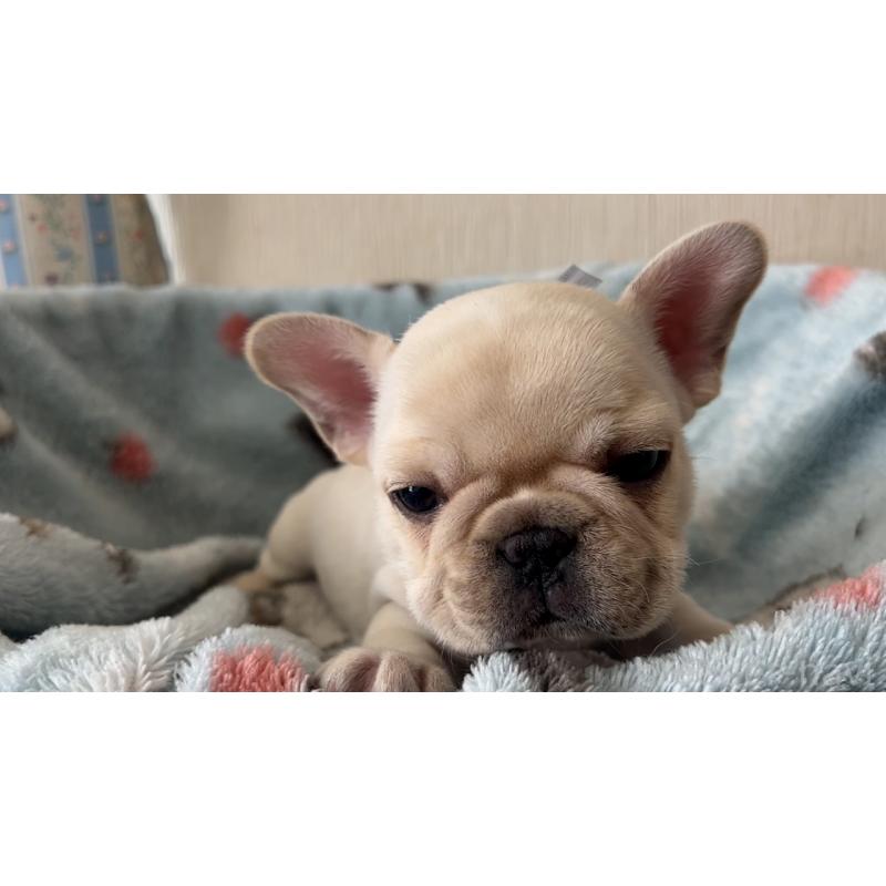 販売中の岡山県のフレンチブルドッグ-434754の8枚目