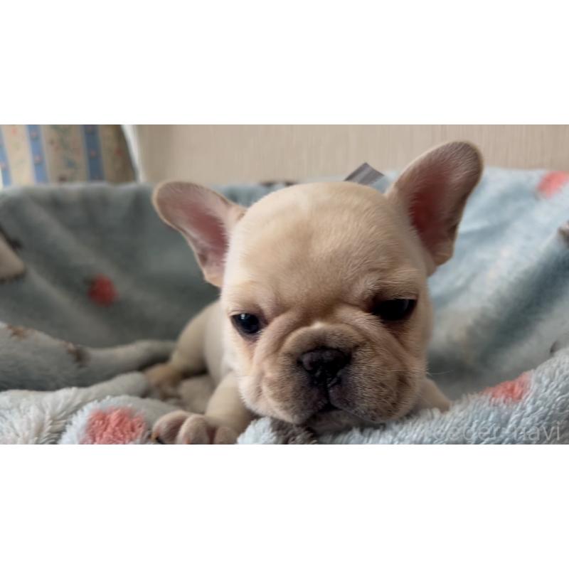 販売中の岡山県のフレンチブルドッグ-434754の7枚目