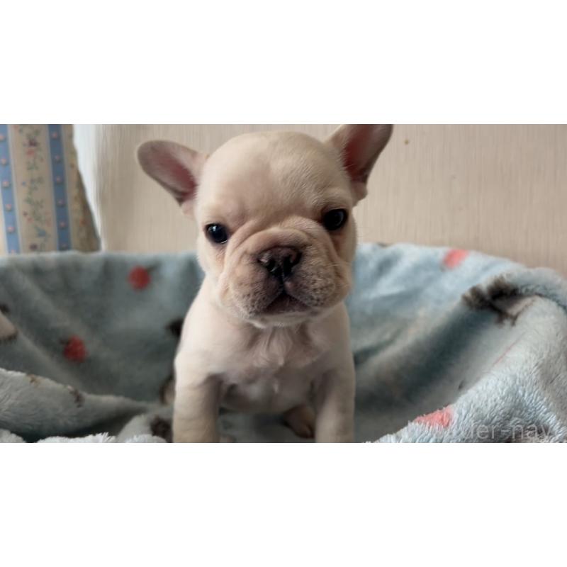 販売中の岡山県のフレンチブルドッグ-434755の8枚目