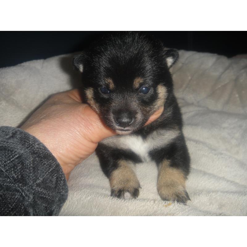 販売中の富山県の豆柴-442411の3枚目