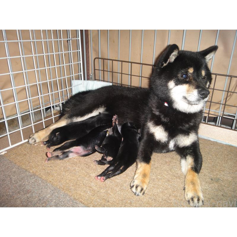 販売中の富山県の豆柴-442411の2枚目