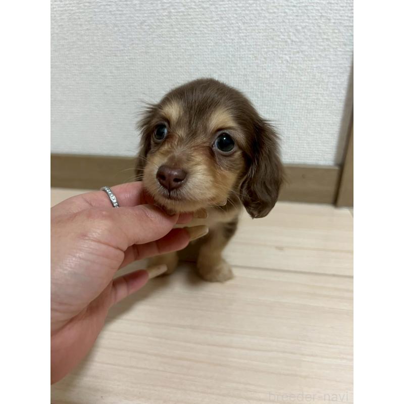 販売中の岡山県のミニチュアダックスフンド(ロングヘアード)-442412の6枚目