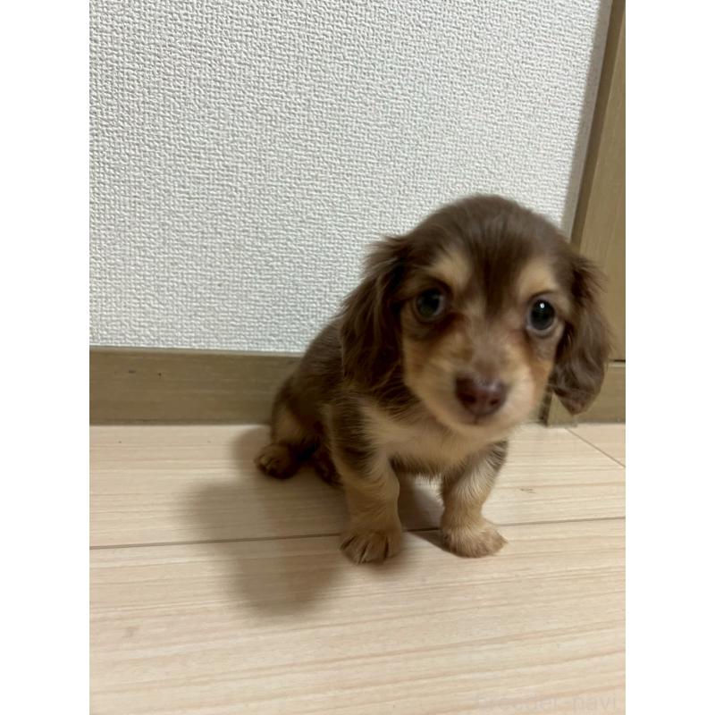 販売中の岡山県のミニチュアダックスフンド(ロングヘアード)-442412の5枚目