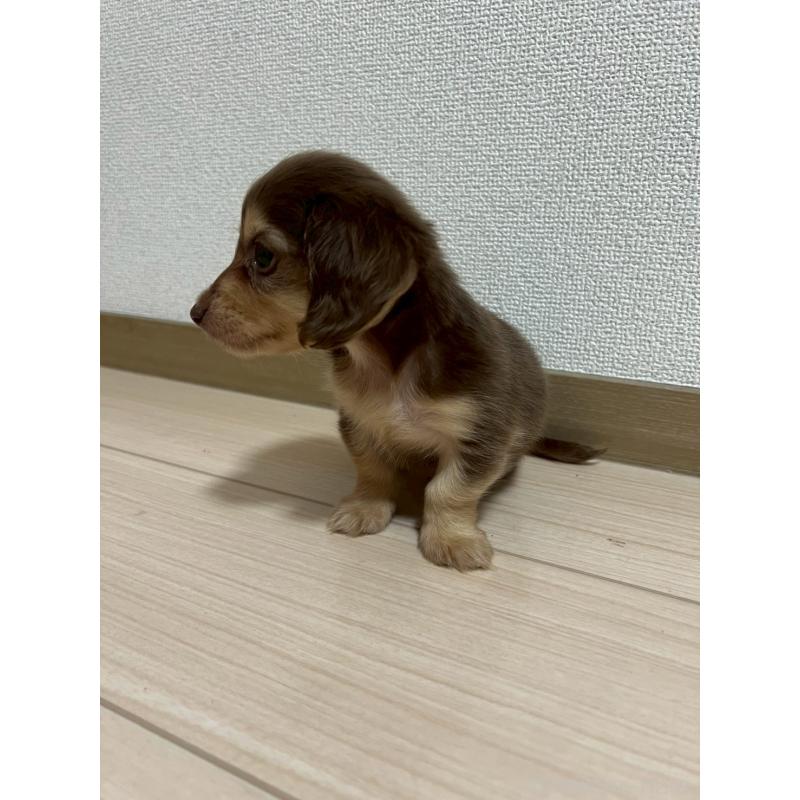 販売中の岡山県のミニチュアダックスフンド(ロングヘアード)-442412の4枚目