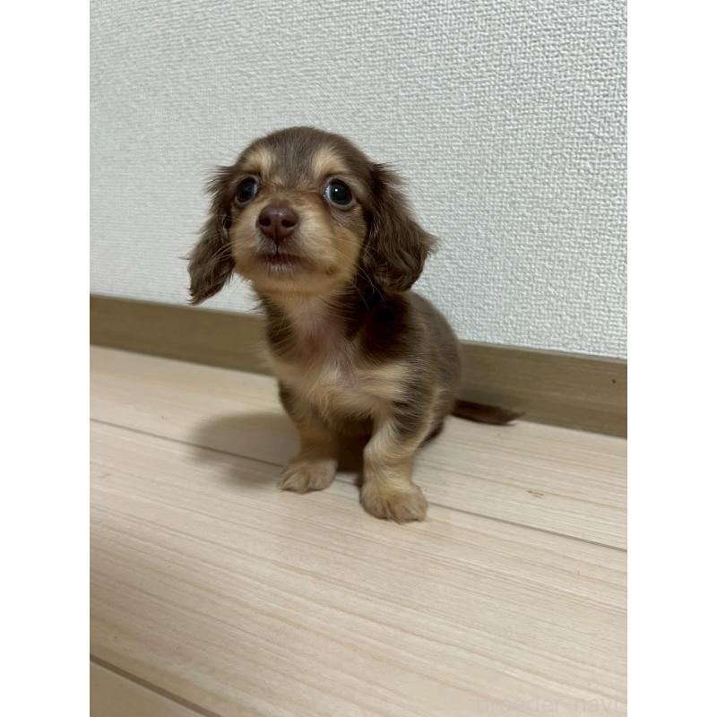 販売中の岡山県のミニチュアダックスフンド(ロングヘアード)-442412の3枚目