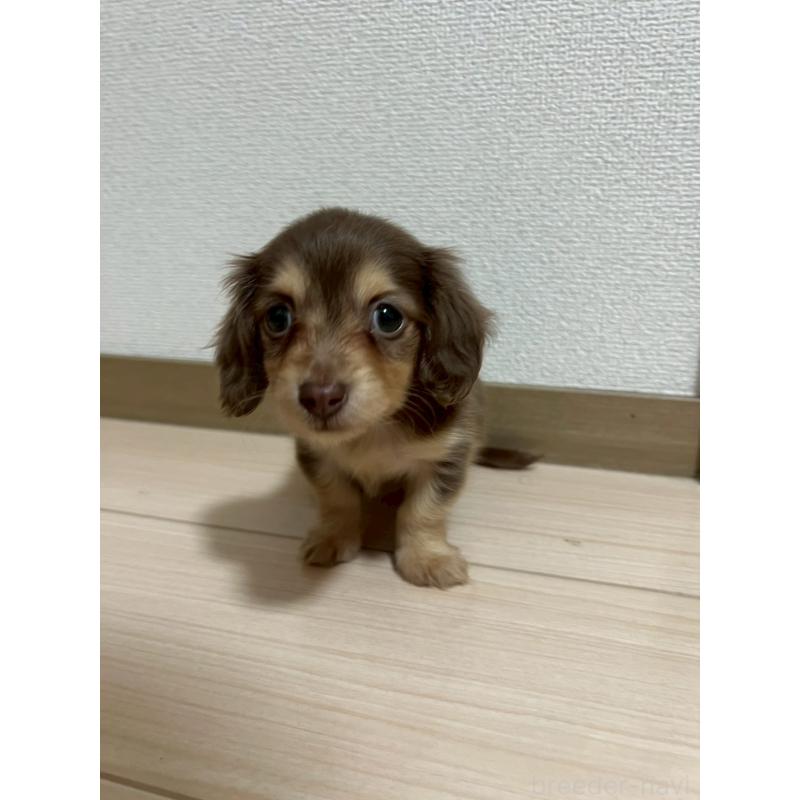 販売中の岡山県のミニチュアダックスフンド(ロングヘアード)-442412の2枚目