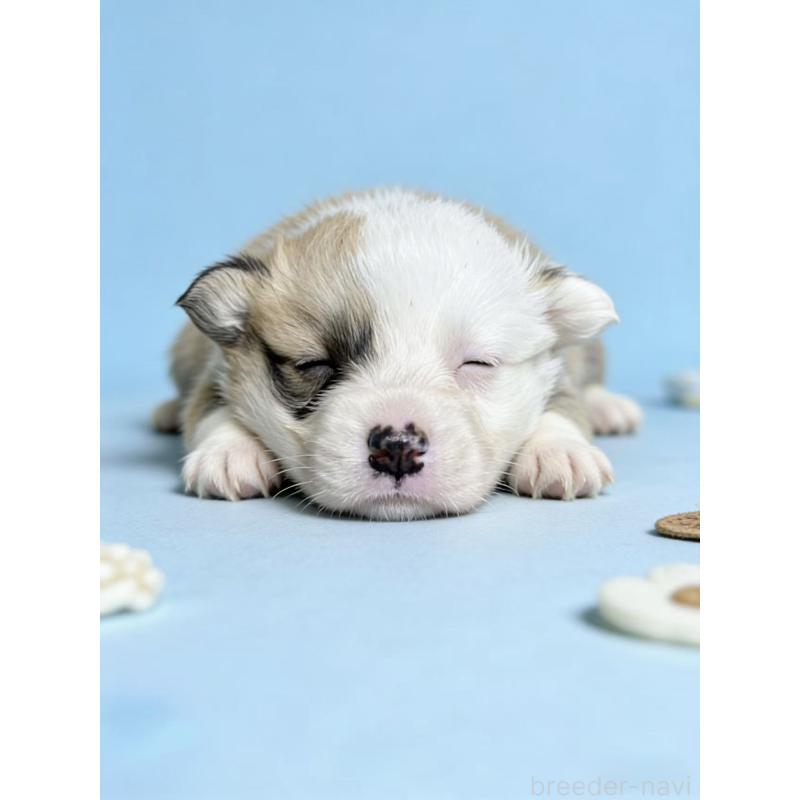 販売中の茨城県のウェルシュコーギーペンブローク-442414の1枚目