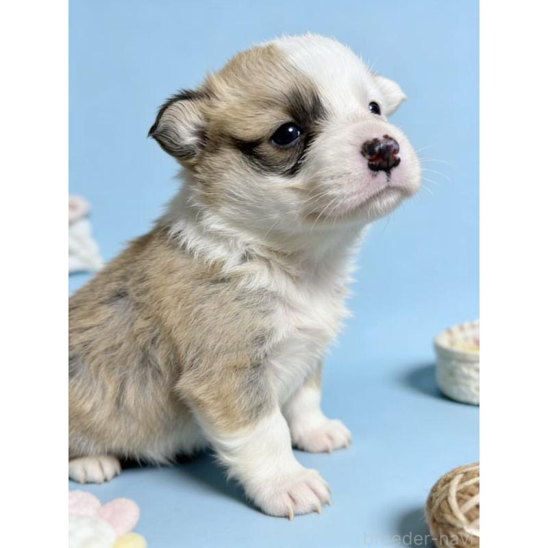 販売中の茨城県のウェルシュコーギーペンブローク-442414の5枚目