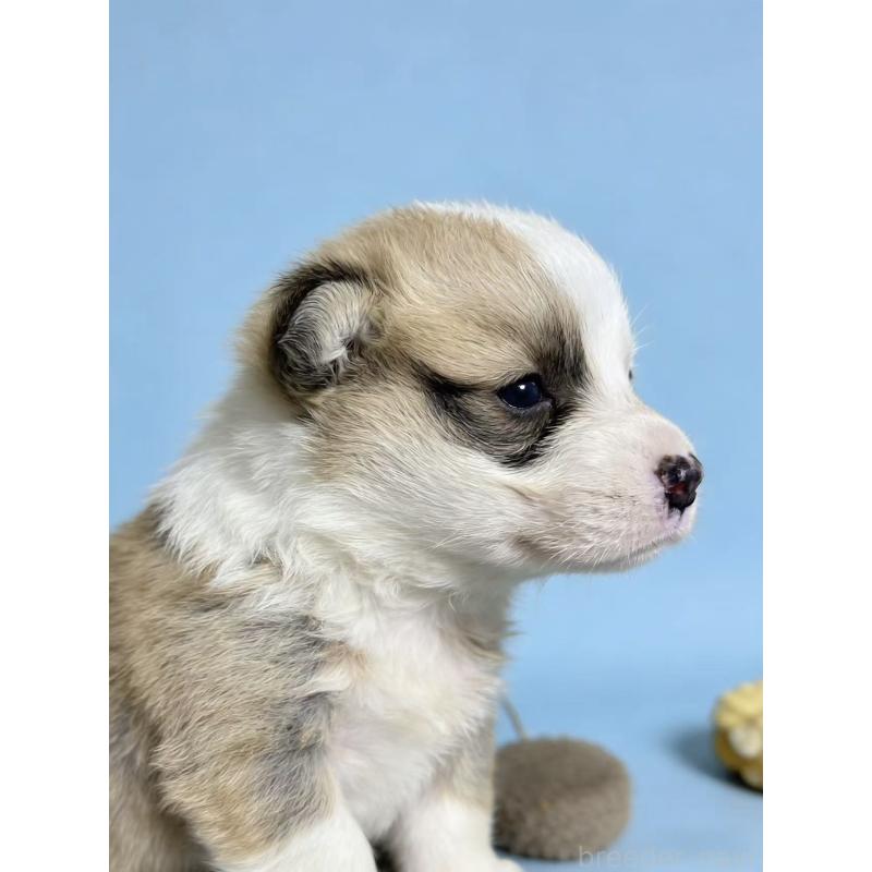 販売中の茨城県のウェルシュコーギーペンブローク-442414の4枚目