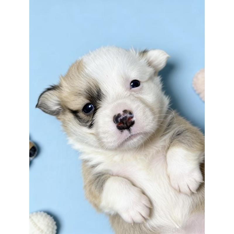 販売中の茨城県のウェルシュコーギーペンブローク-442414の3枚目