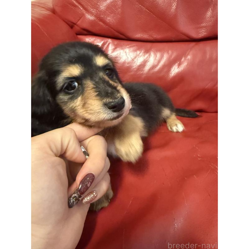 販売中の岡山県のミニチュアダックスフンド(ロングヘアード)-434283の5枚目