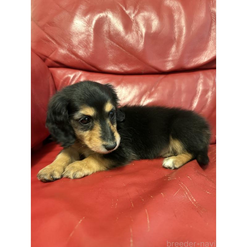 販売中の岡山県のミニチュアダックスフンド(ロングヘアード)-434283の4枚目