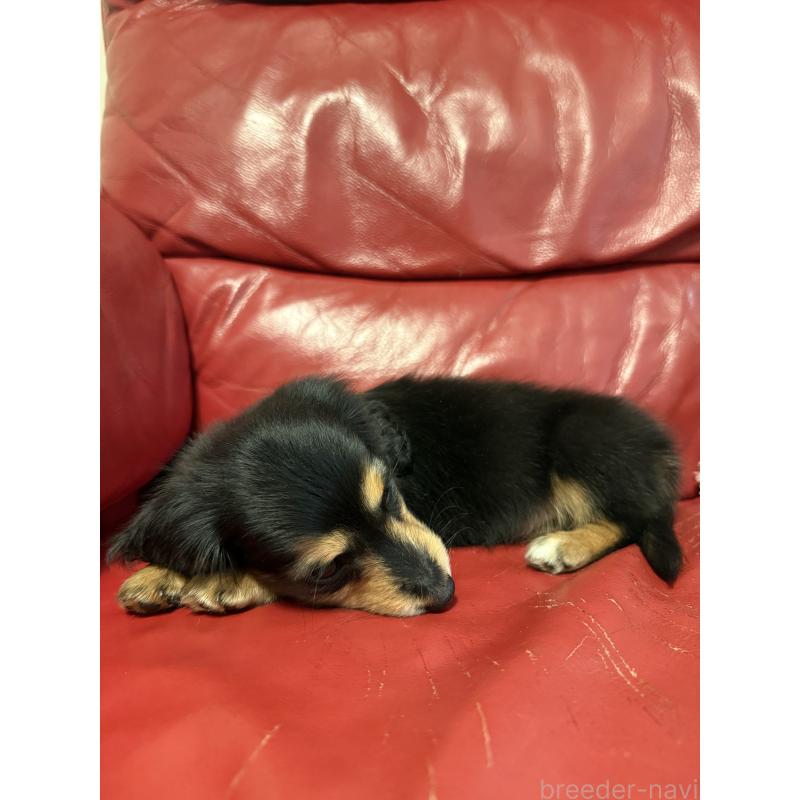 販売中の岡山県のミニチュアダックスフンド(ロングヘアード)-434283の3枚目