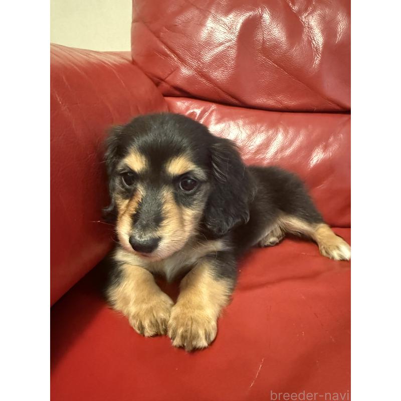 販売中の岡山県のミニチュアダックスフンド(ロングヘアード)-434283の2枚目