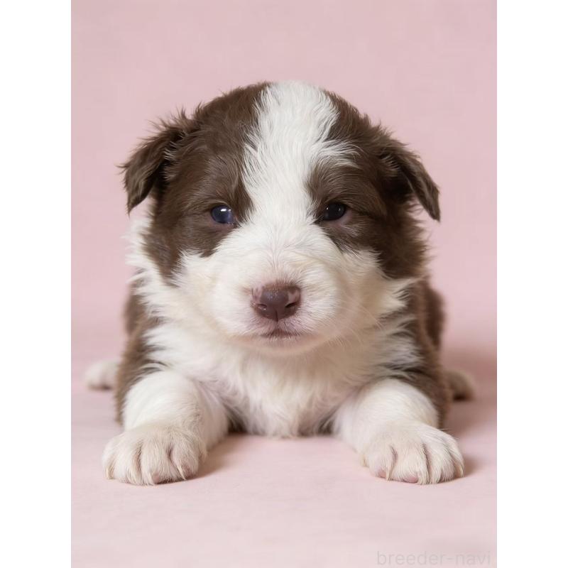 販売中の茨城県のボーダーコリー-442420の3枚目