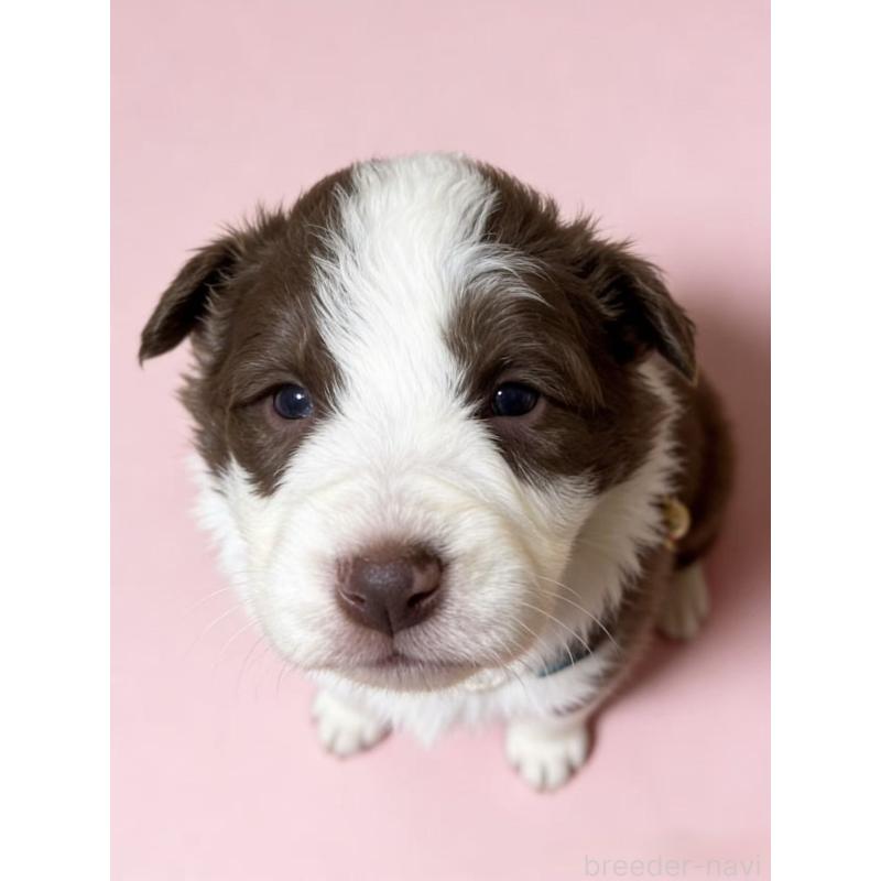 販売中の茨城県のボーダーコリー-442420の2枚目