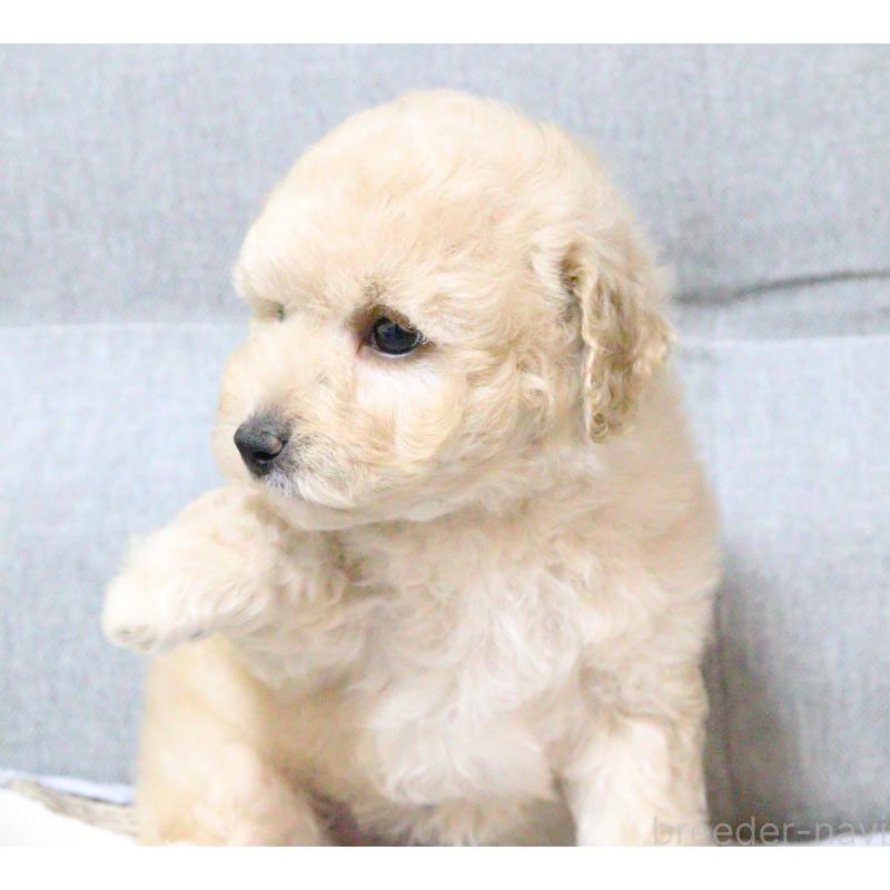 販売中の福岡県のトイプードル-442419の3枚目