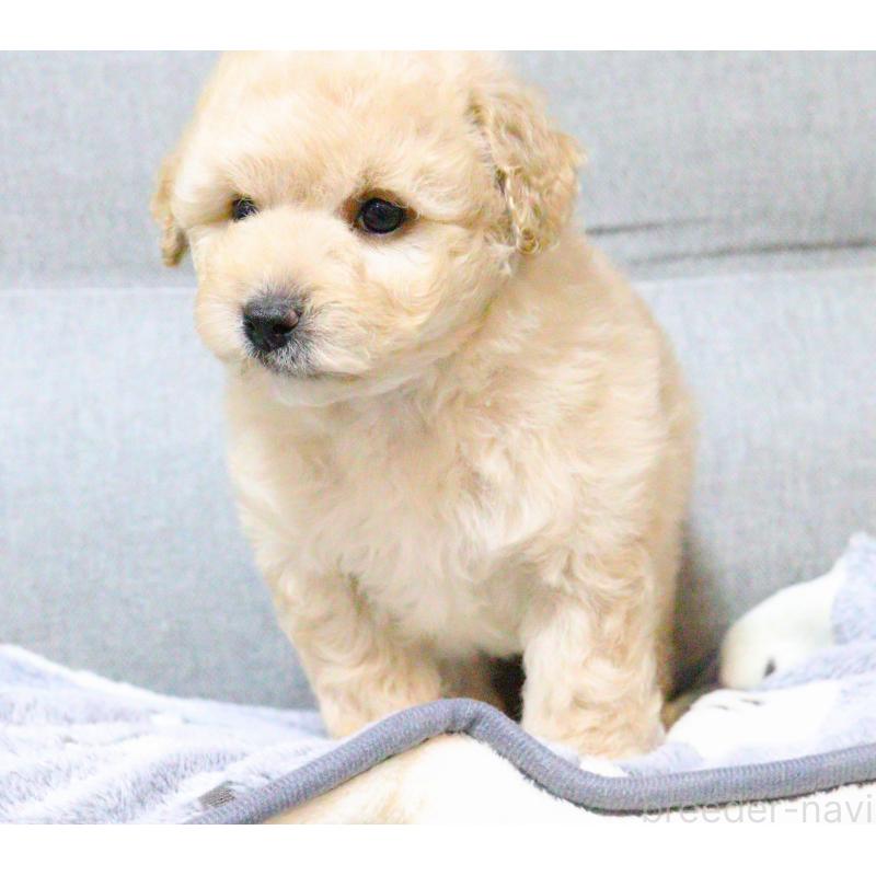 販売中の福岡県のトイプードル-442419の2枚目