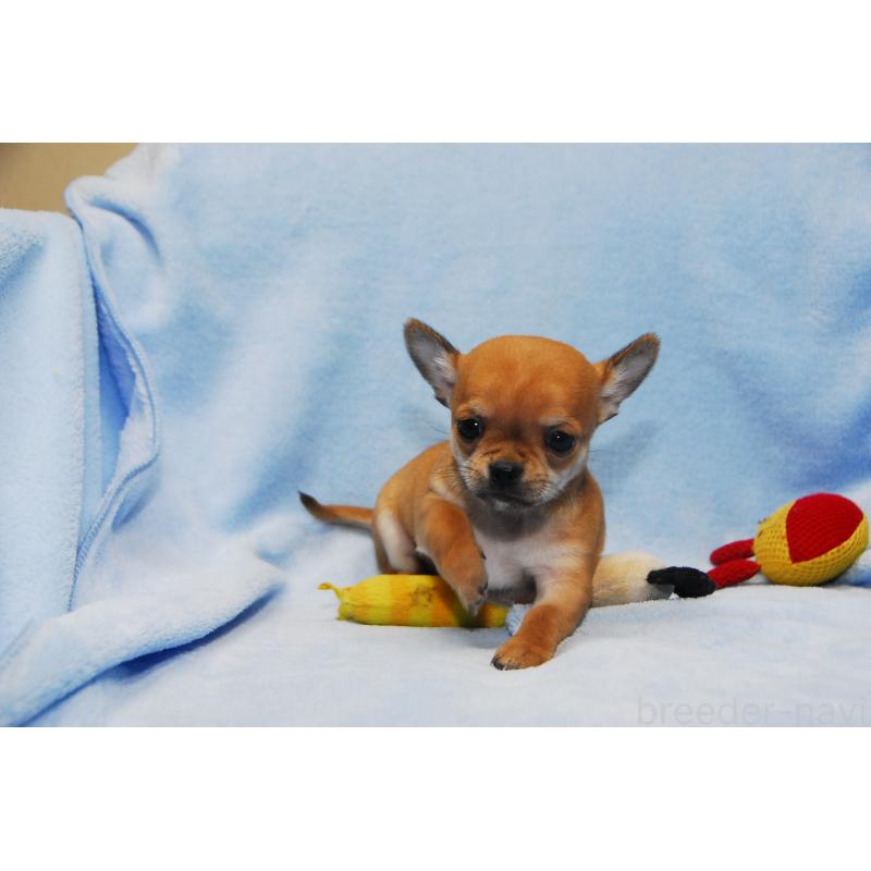 成約済の福岡県のチワワ(スムースコート)-438033の5枚目