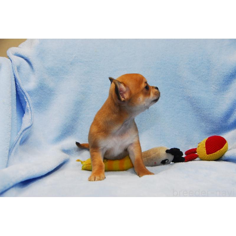 成約済の福岡県のチワワ(スムースコート)-438033の4枚目