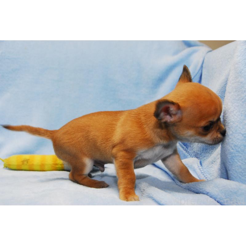 成約済の福岡県のチワワ(スムースコート)-438033の3枚目