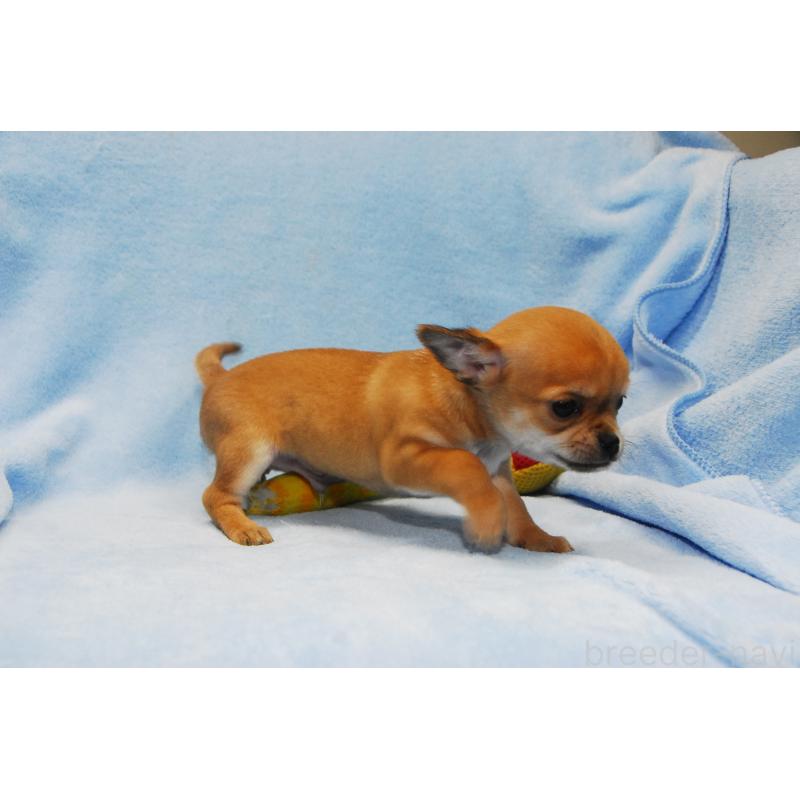 成約済の福岡県のチワワ(スムースコート)-438033の2枚目