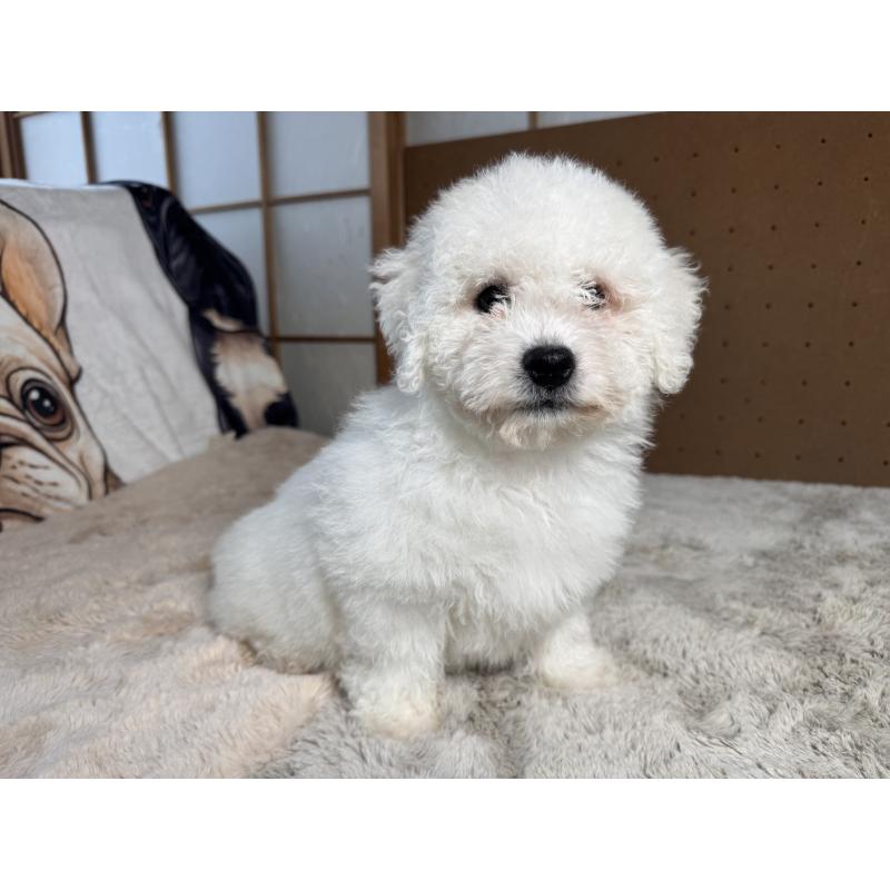 販売中の奈良県のビションフリーゼ-442425の13枚目