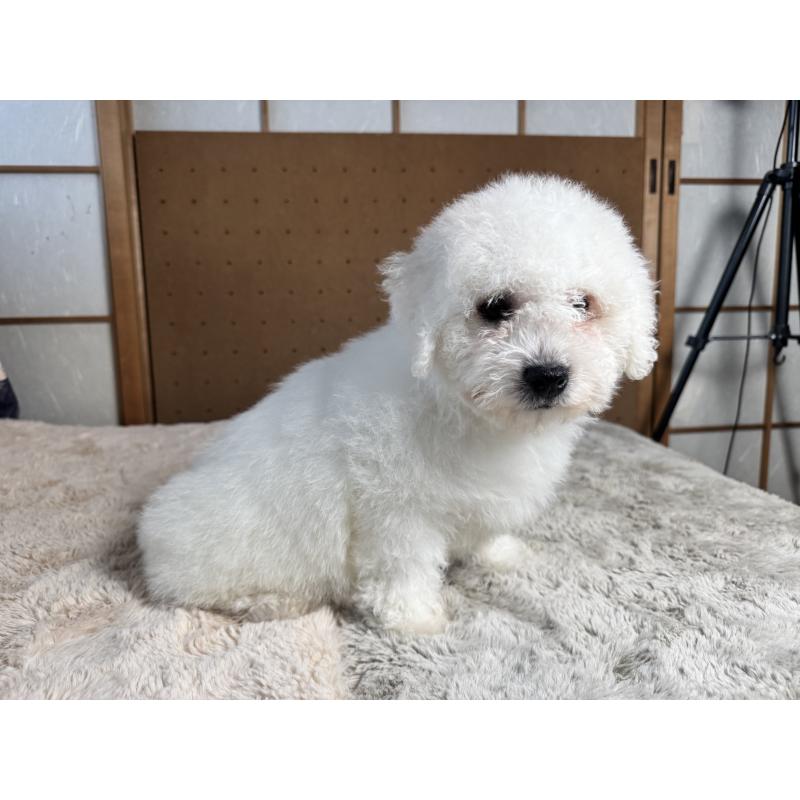 販売中の奈良県のビションフリーゼ-442425の12枚目