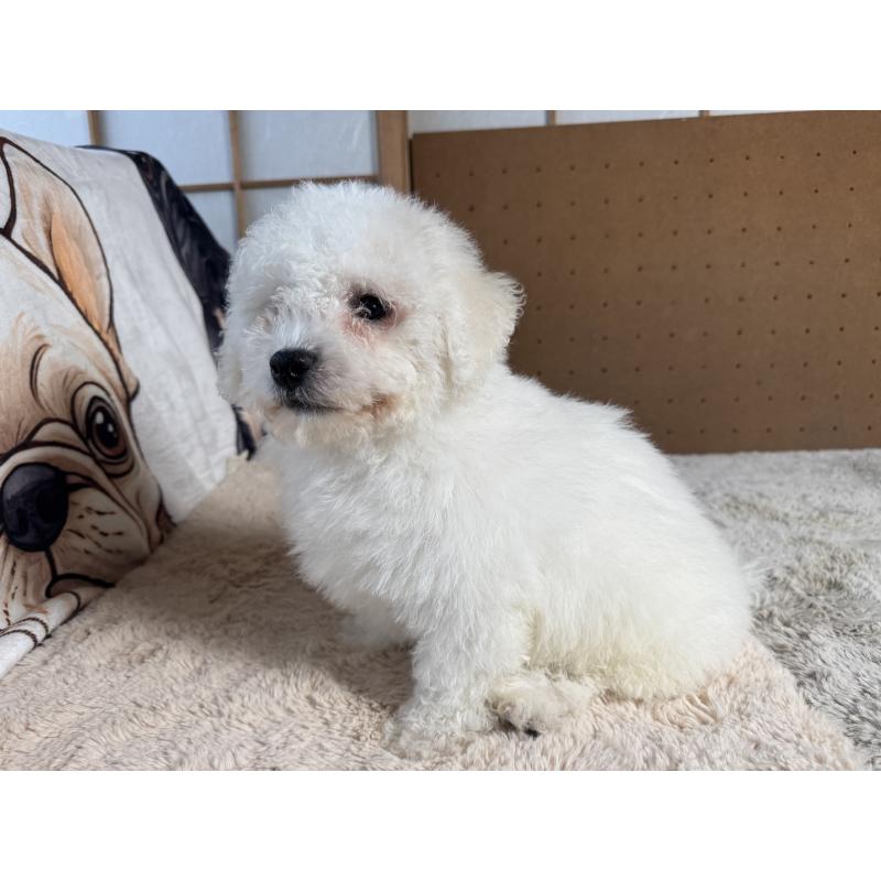 販売中の奈良県のビションフリーゼ-442425の11枚目