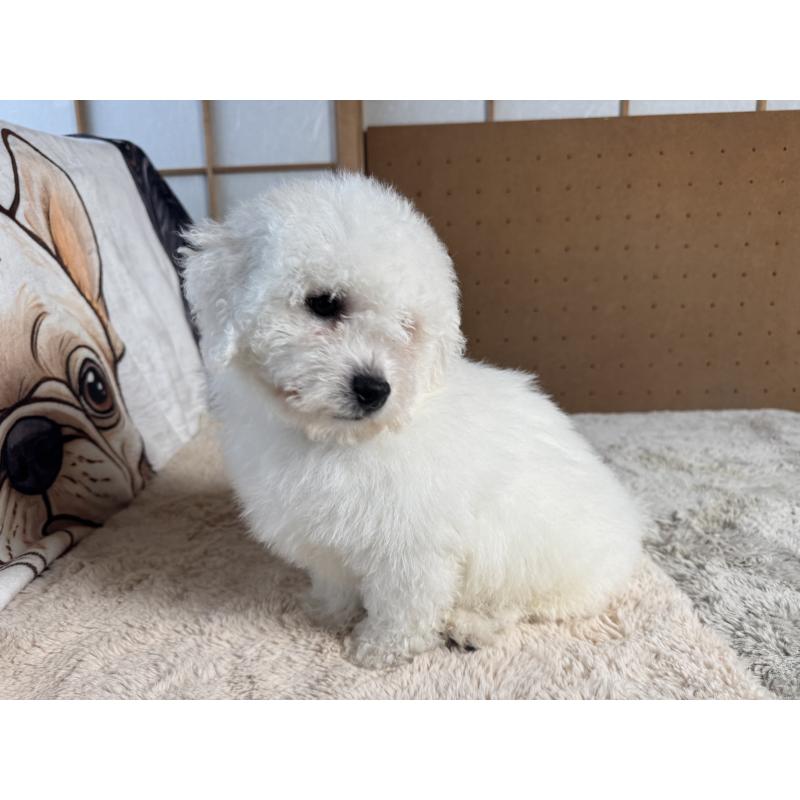 販売中の奈良県のビションフリーゼ-442425の10枚目