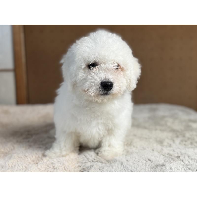 販売中の奈良県のビションフリーゼ-442425の9枚目