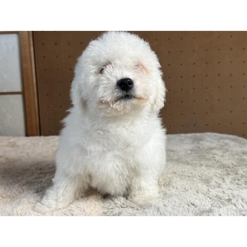 販売中の奈良県のビションフリーゼ-442425の8枚目