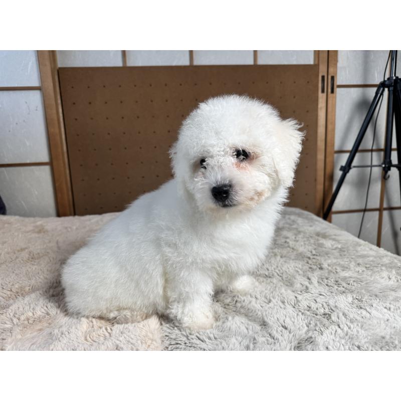 販売中の奈良県のビションフリーゼ-442425の7枚目