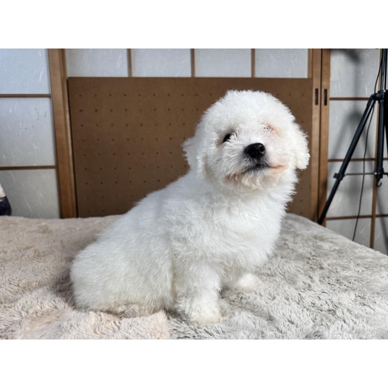 販売中の奈良県のビションフリーゼ-442425の6枚目