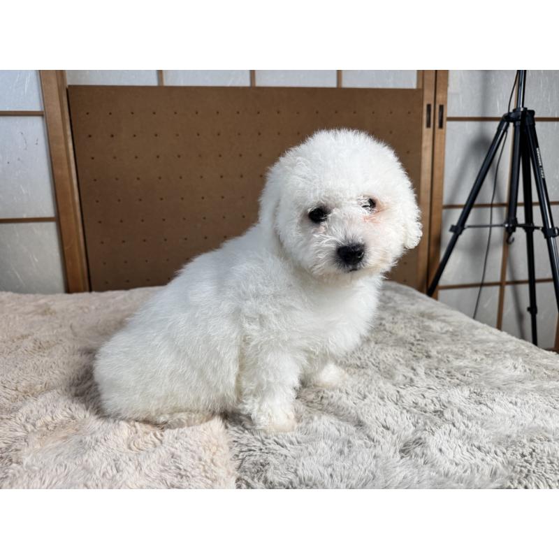 販売中の奈良県のビションフリーゼ-442425の5枚目