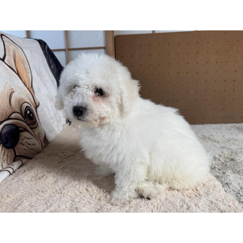 販売中の奈良県のビションフリーゼ-442425の4枚目