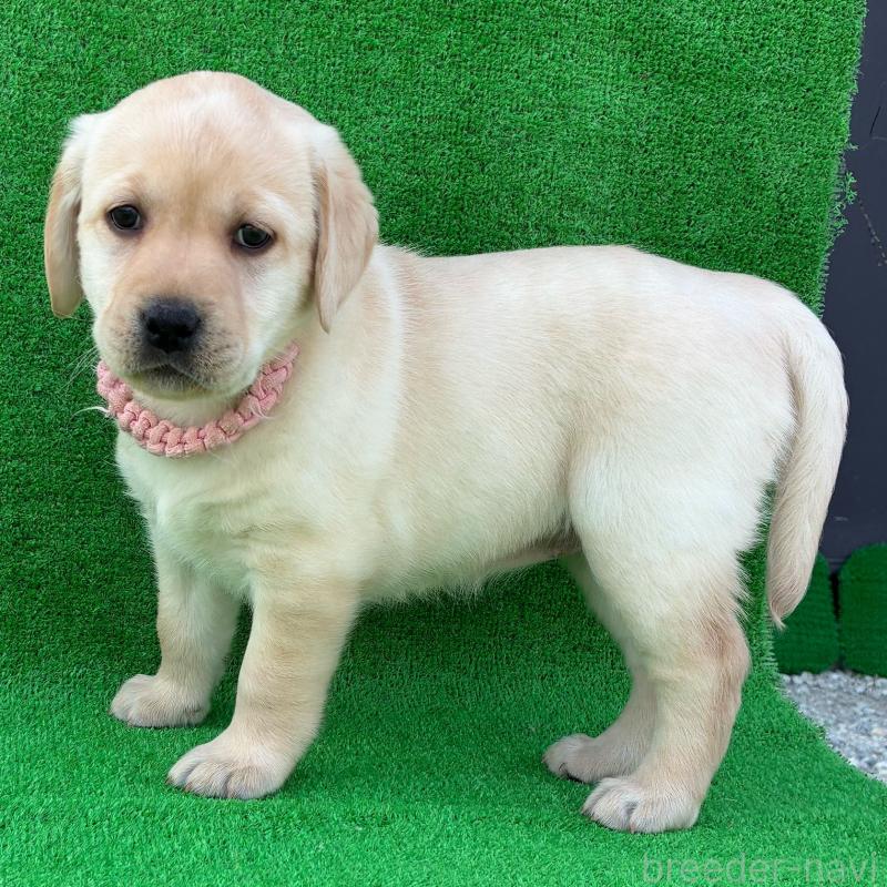 販売中の兵庫県のラブラドールレトリーバー-438291