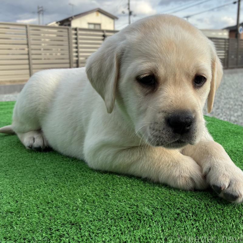 販売中の兵庫県のラブラドールレトリーバー-438291の3枚目