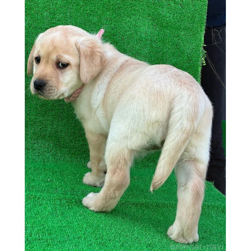 販売中の兵庫県のラブラドールレトリーバー-438291の2枚目