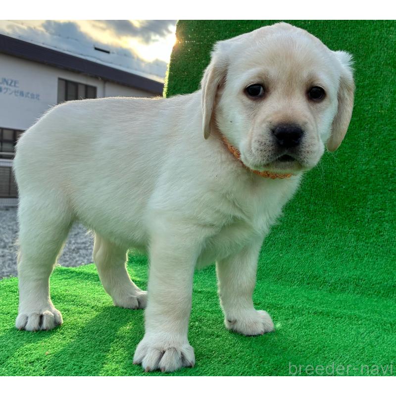 販売中の兵庫県のラブラドールレトリーバー-438289