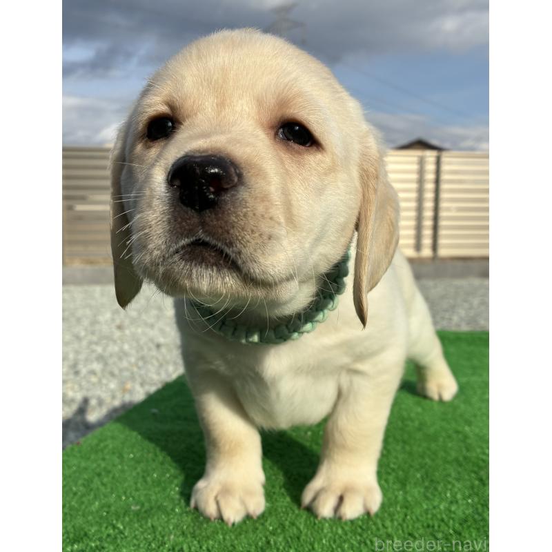 販売中の兵庫県のラブラドールレトリーバー-438290